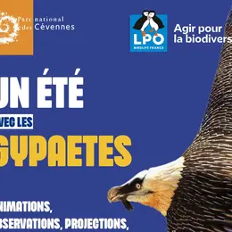 Une Journée Avec Les Gypaètes Vautours Et Cie