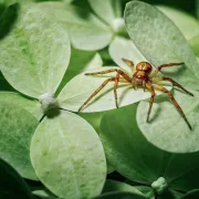 Une mygale dans le Cher, vraiment ?