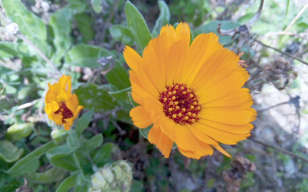 CALENDULA