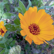 Une plante et ses usages : Le calendula et ses fleurs