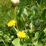 Une plante et ses usages : Le pissenlit, ses boutons et ses jeunes feuilles