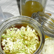 Une plante et ses usages : Le sureau et ses corymbes de fleurs