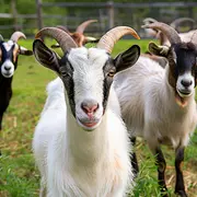 Une Soirée Gourmande à La Ferme