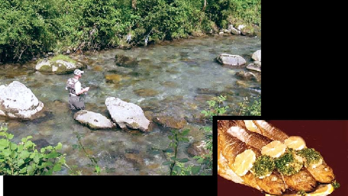 La truite vit dans les torrents, rivières ou lacs