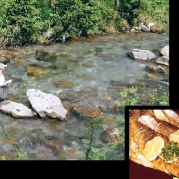 Une truite tradition : une recette minceur