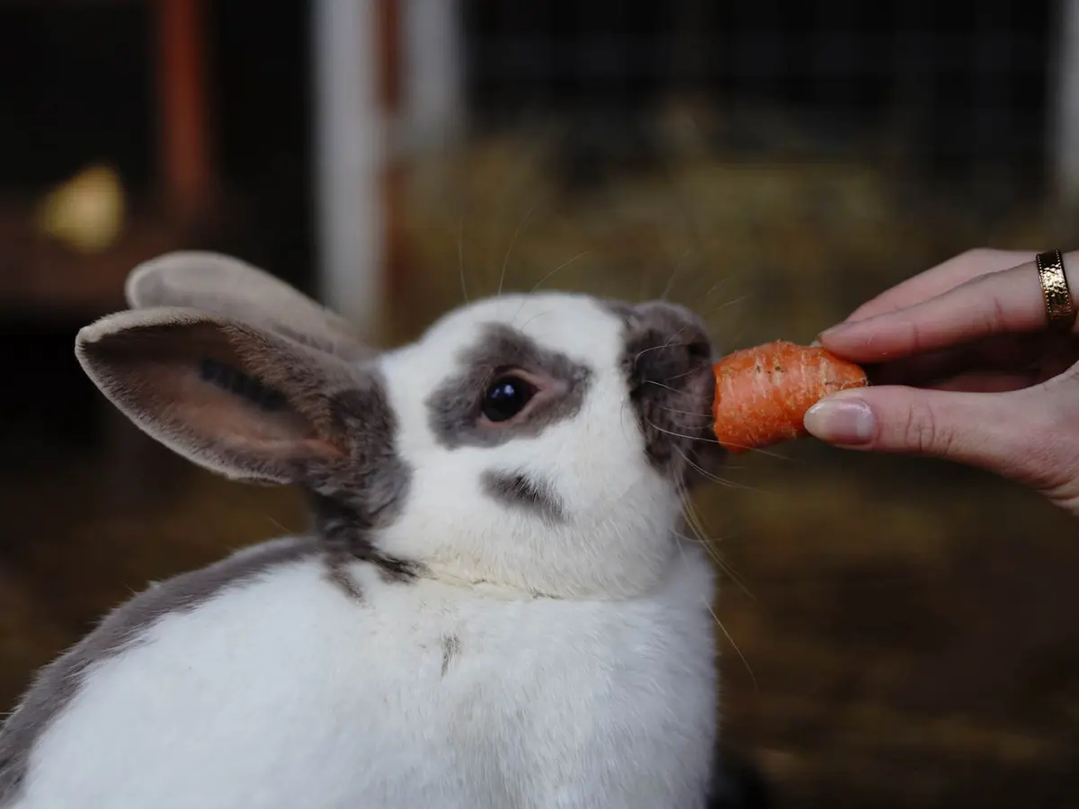 Vacances D'été à Lama Loisirs