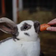 Vacances D'été à Lama Loisirs