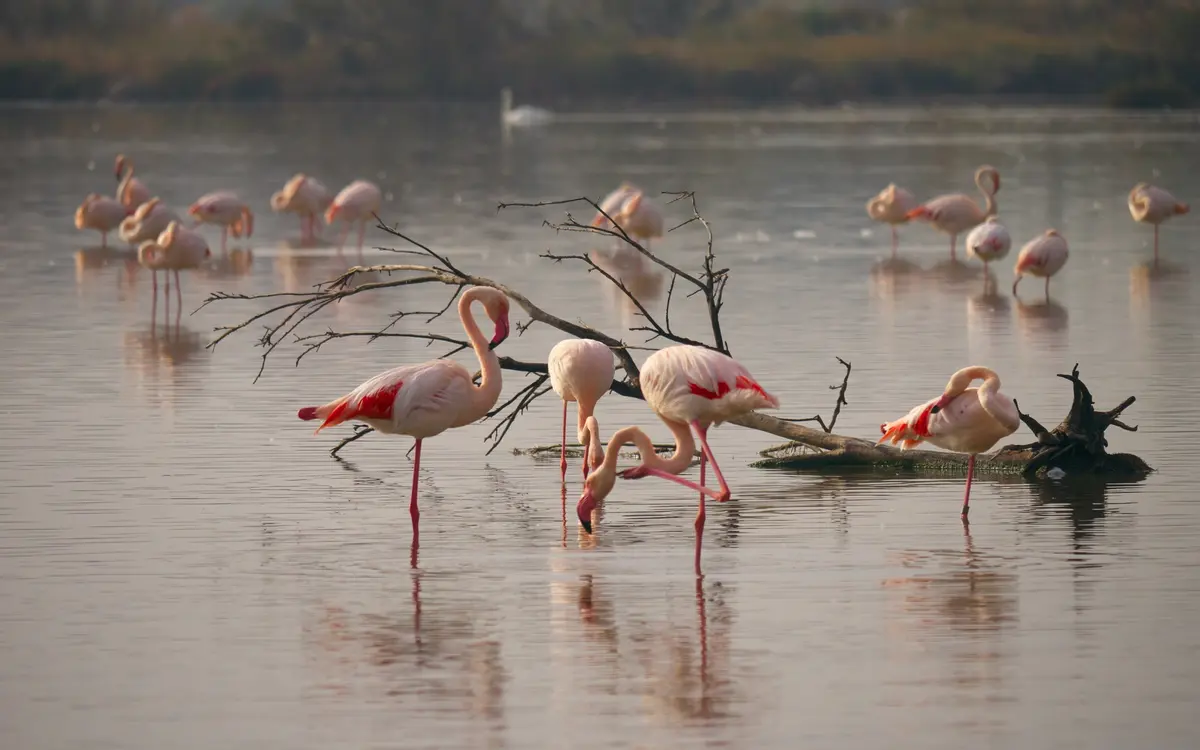 Vacances de la Toussaint - Parc Ornithologique du Pont de Gau