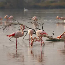 Vacances de la Toussaint - Parc Ornithologique du Pont de Gau