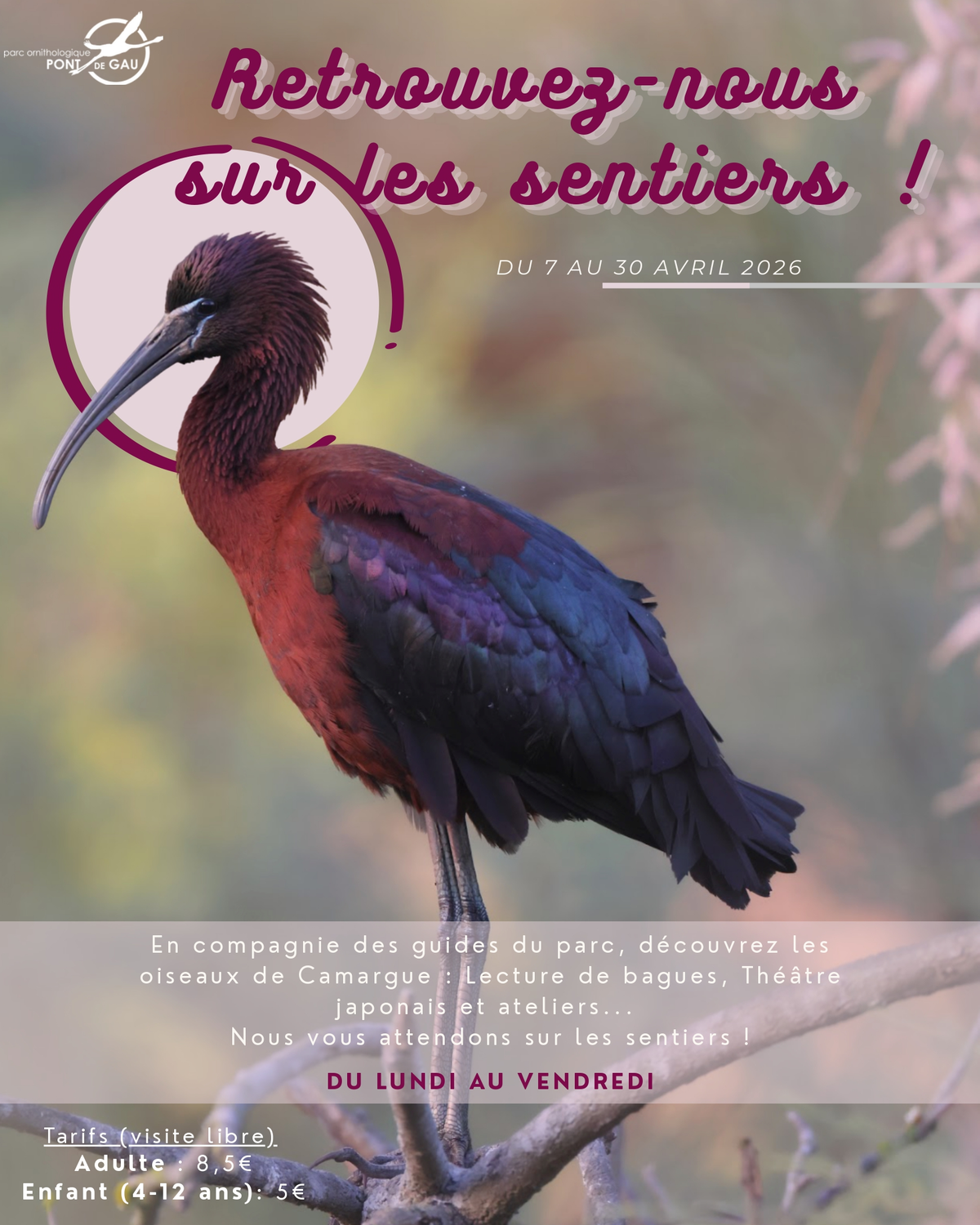 Vacances de Pâques au Parc Ornithologique de Pont de Gau