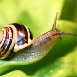 Vade Retro escargot !