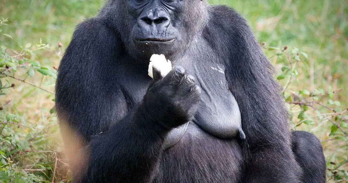 Vallée des Singes