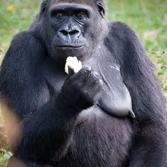 Vallée des Singes