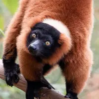 Lemur de la Vallée des Singes &copy; Flickr / E01