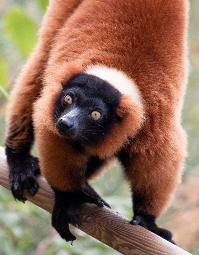 Lemur de la Vallée des Singes