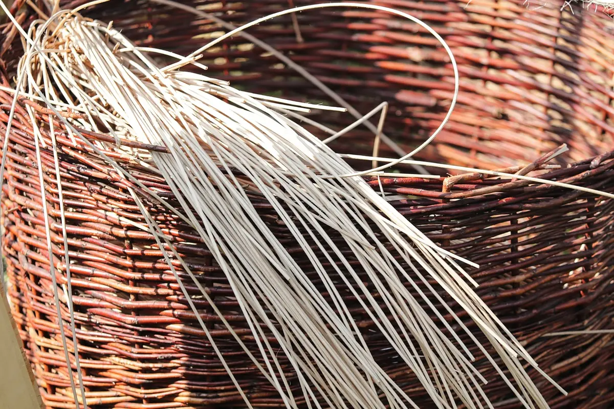 Vannerie Sauvage 5 Séances