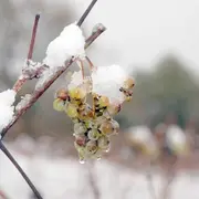 Vendanges de l’hivernal, au Château de Crouseilles