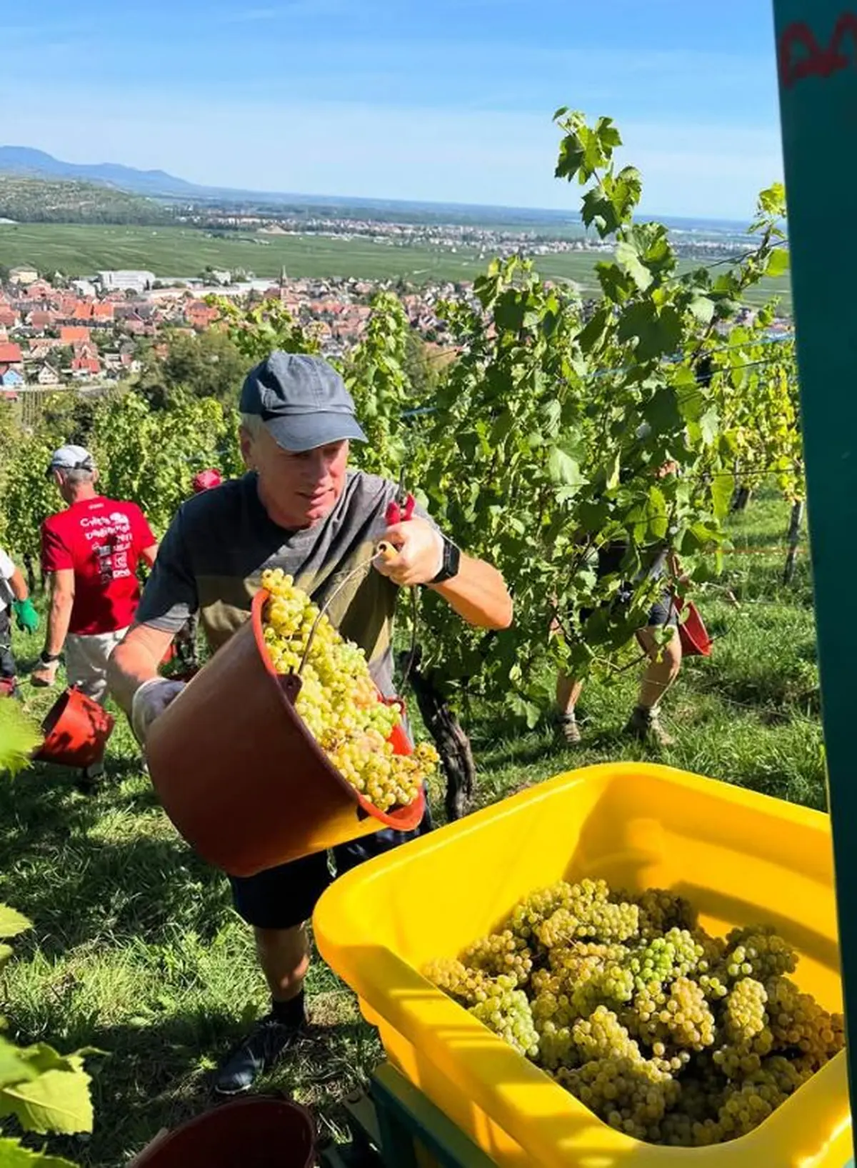 les Vignerons indépendants d'Alsace à l'ouvrage