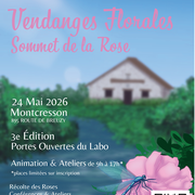 Vendanges florales-sommet de la rose