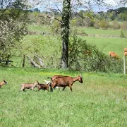 Venez buller avec les chèvres