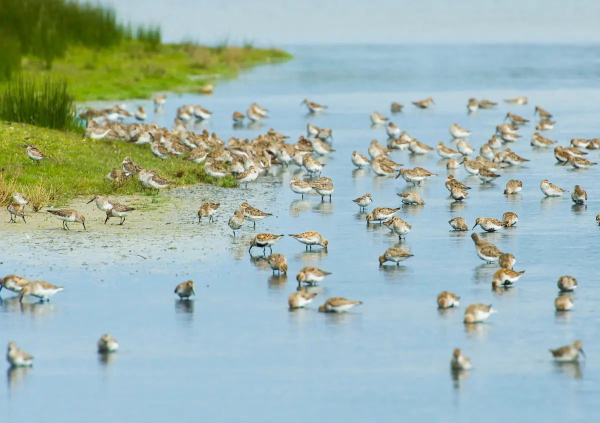 Venez compter les oiseaux limicoles !