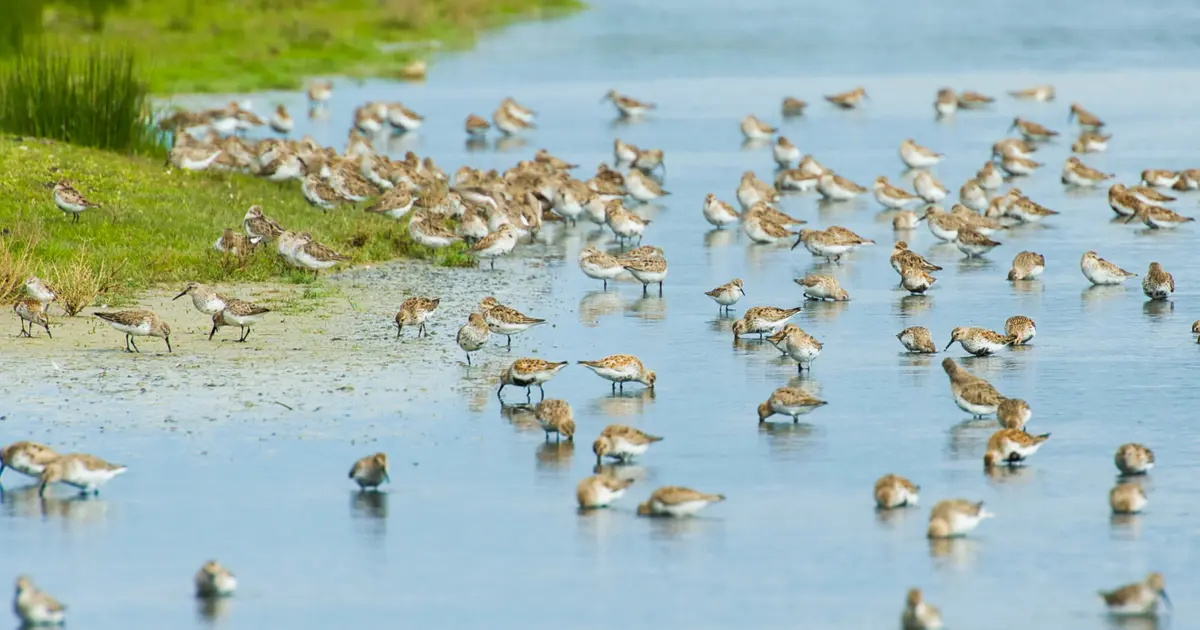 Venez compter les oiseaux limicoles !