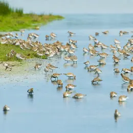 Venez compter les oiseaux limicoles !