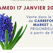 Vente de Jacinthes