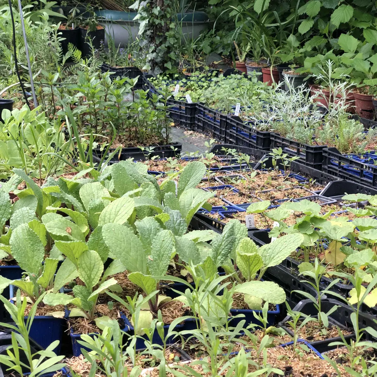 Vente de légumes perpétuels et de plantes vivaces