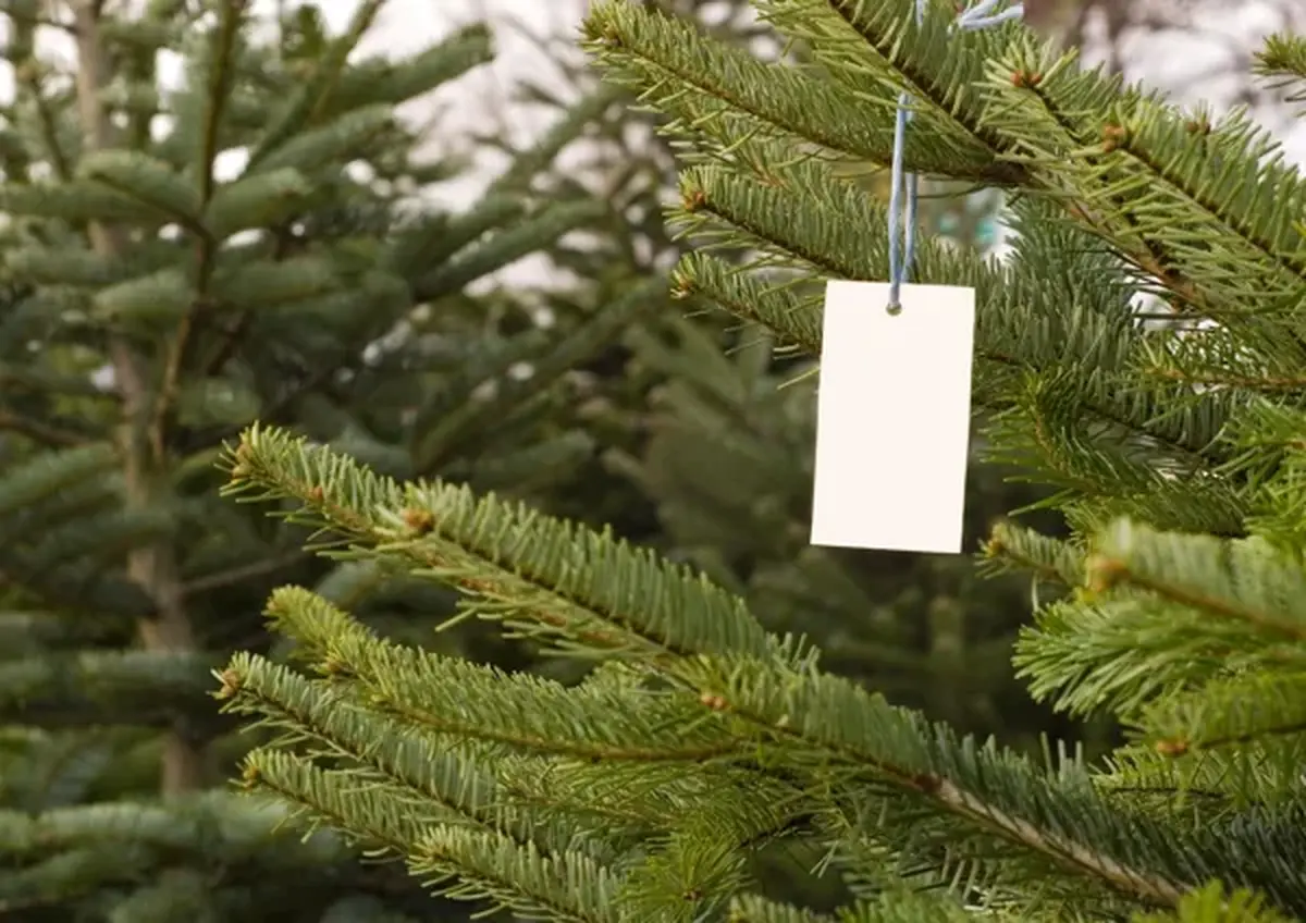 Vente de Noël de l'APE Labules
