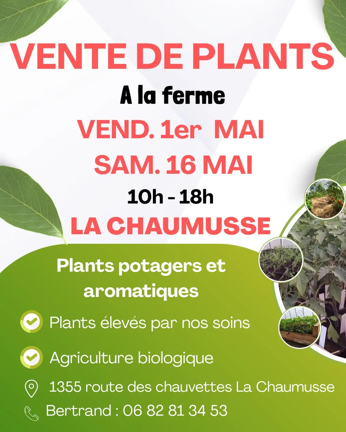 Vente de plants potagers et aromatiques à la ferme