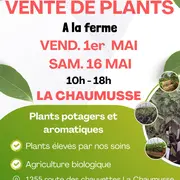 Vente de plants potagers et aromatiques à la ferme