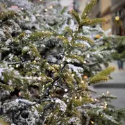Vente de sapins de Noel