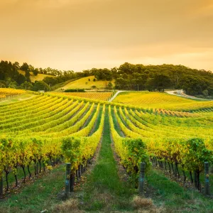Vente de vin de Nuits-Saint-Georges 2024