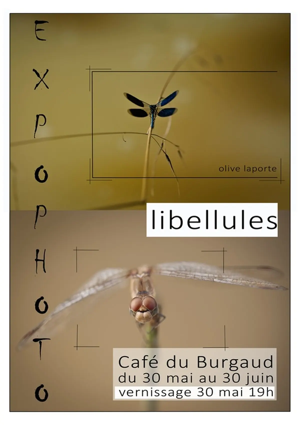 Vernissage Et Exposition Sur Les Libellules