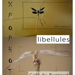 Vernissage Et Exposition Sur Les Libellules
