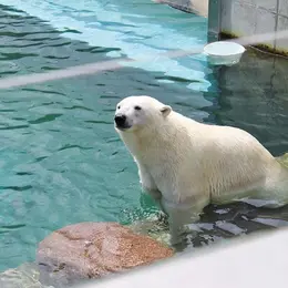 Match : Vicks, l’ours polaire du zoo VS Fritz, l’Alsacien du Sundgau