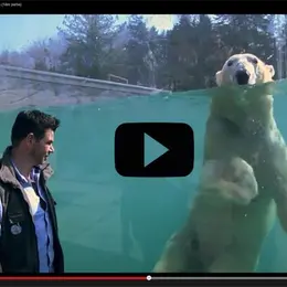 Vidéo : La nouvelle zone Grand Nord du zoo de Mulhouse