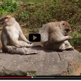 Vidéo : Réouverture de la Montagne des singes à Kintzheim