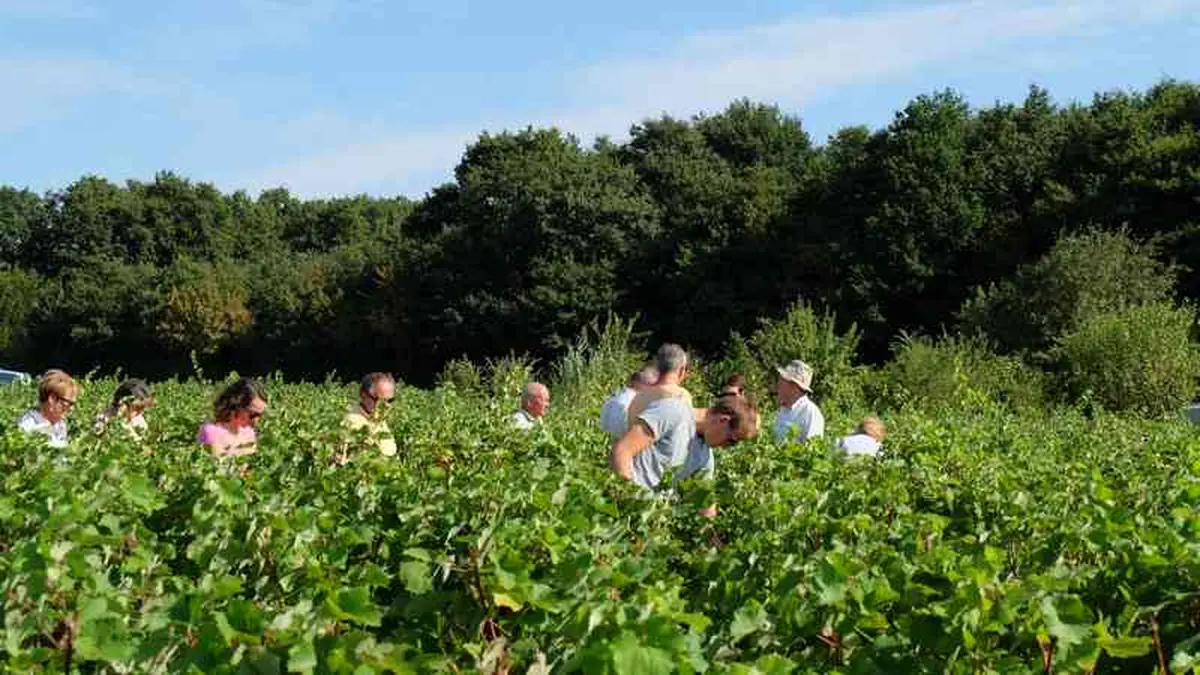 Vignes Vins Randos à Thoré-la-Rochette