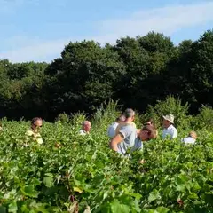 Vignes Vins Randos à Thoré-la-Rochette