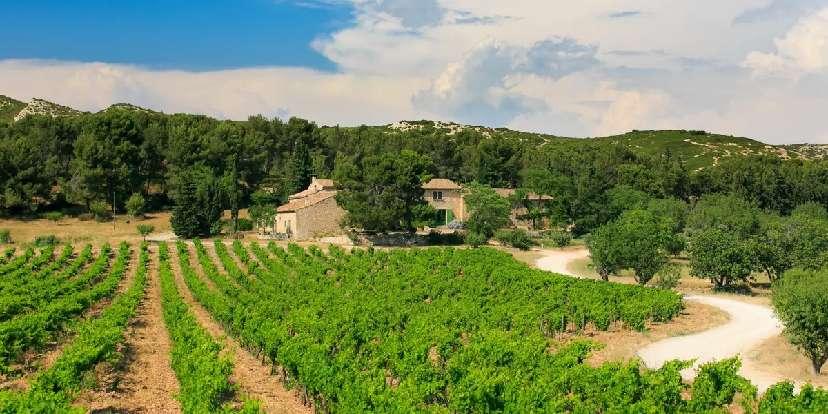 Vignobles en Scène au Mas de Gourgonnier