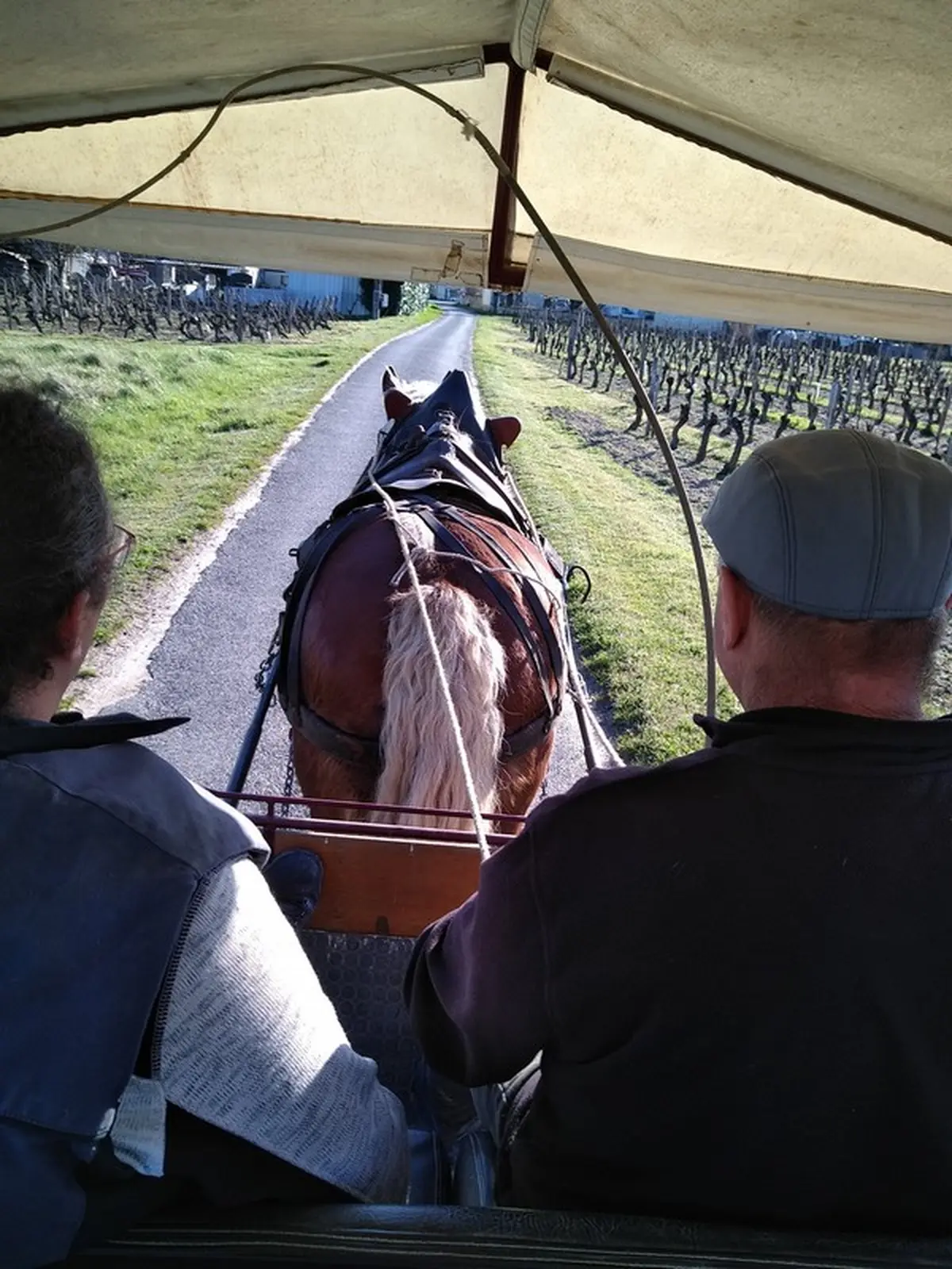 Vignobles en scène ! : Balade en calèche