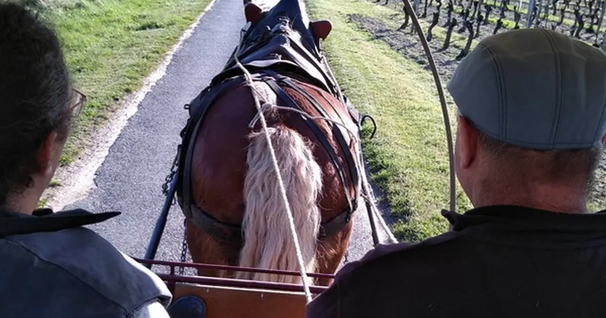 Vignobles en scène ! : Balade en calèche