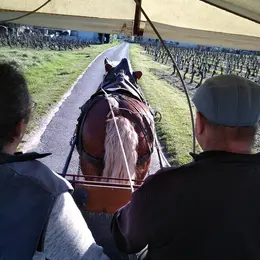 Vignobles en scène ! : Balade en calèche