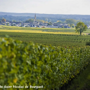Vignobles en Scène ! - Reflets de vignes
