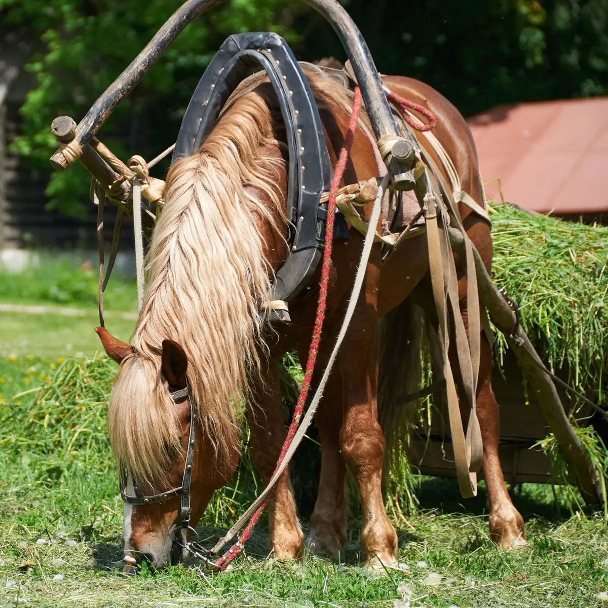 Venez découvrir les coutumes d'antan au Village des Vieux Métiers d'Azannes
