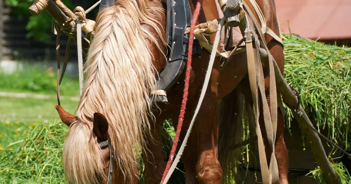 Venez découvrir les coutumes d'antan au Village des Vieux Métiers d'Azannes