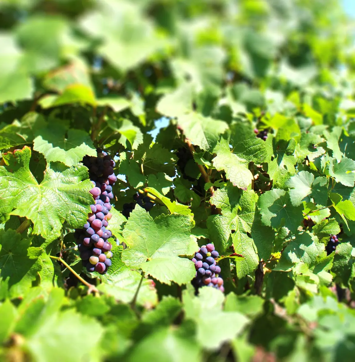 Quel est l'état du vignoble et qu'annonce-t-il pour le Millésime 2014 ?