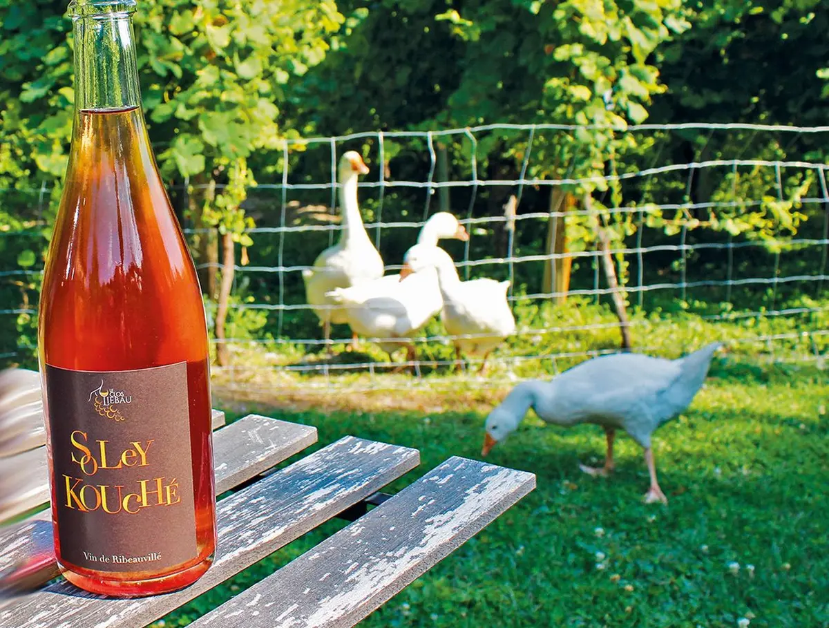 Vins orange d'Alsace : ils ont désormais le droit à l'AOC !